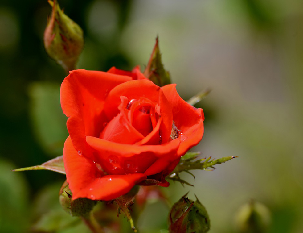 rose-4404986_960_720