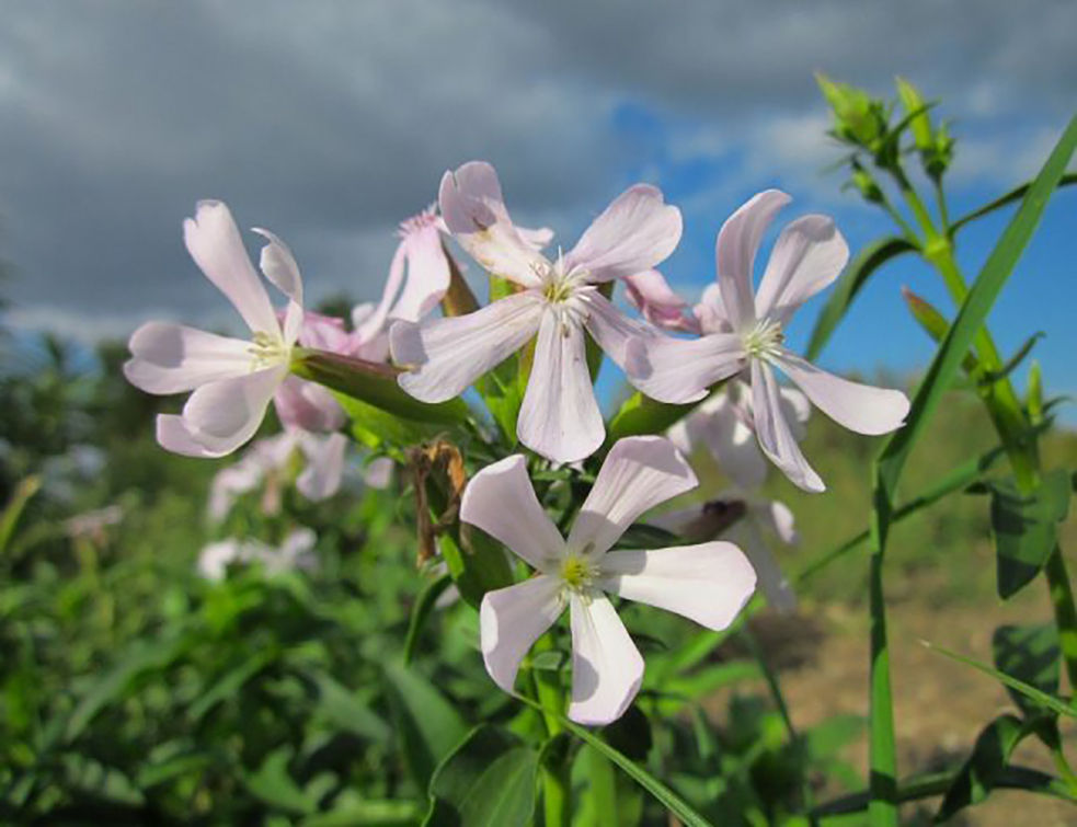 saponaria-officinalis-84744_960_720-640x480