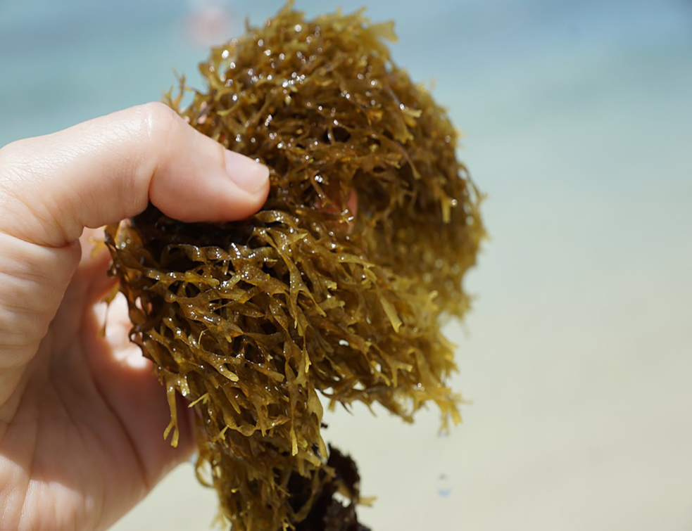 seaweed-4426398_960_720