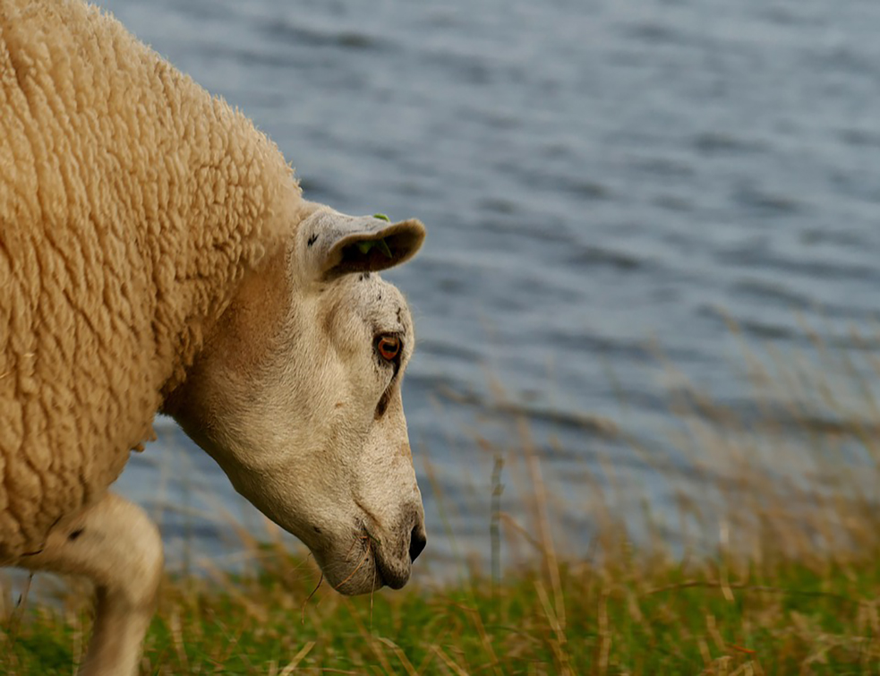 sheep-4401914_960_720