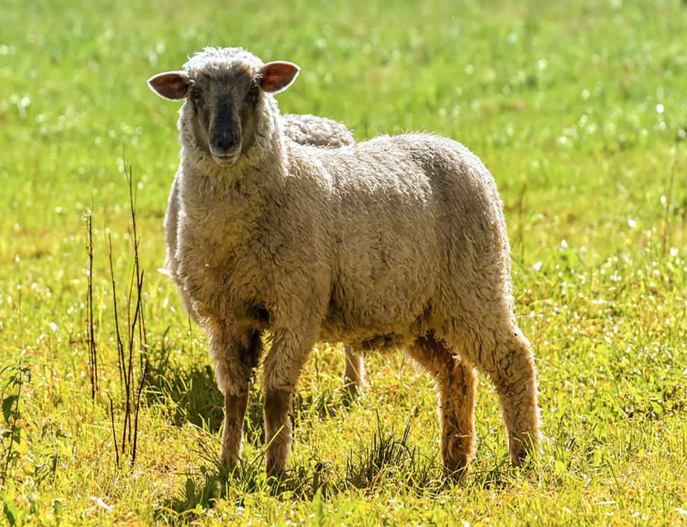 sheep-4479246_960_720