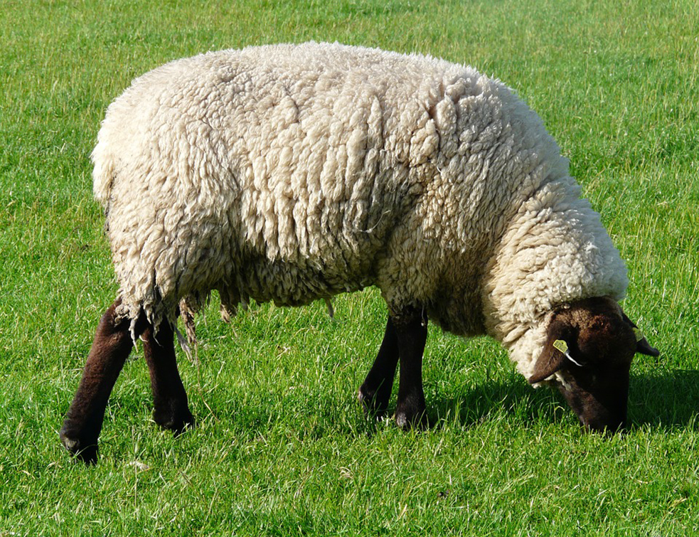 sheep-57698_960_720