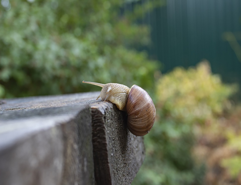 snail-3788062_960_720