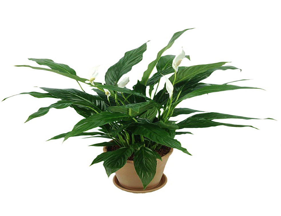 spathiphyllum-811383_960_720