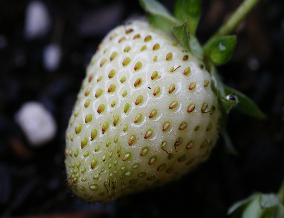 strawberry-4197091_960_720