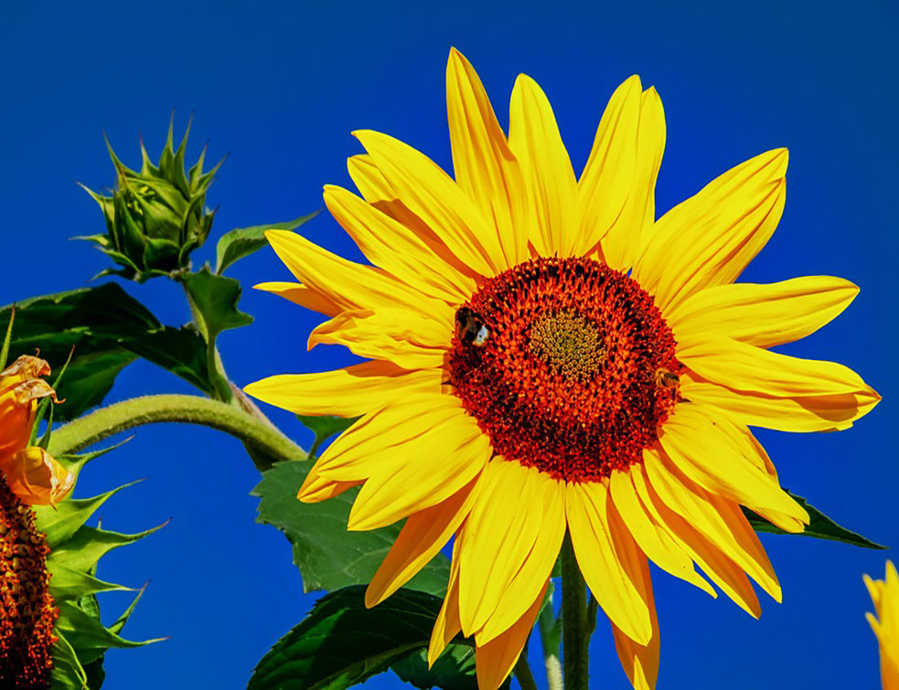 sunflower-3659650_960_720