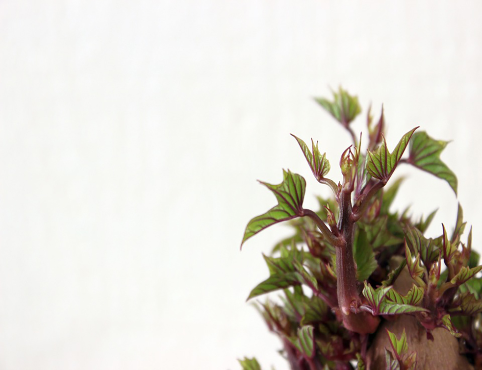 sweet-potato-756803_960_720
