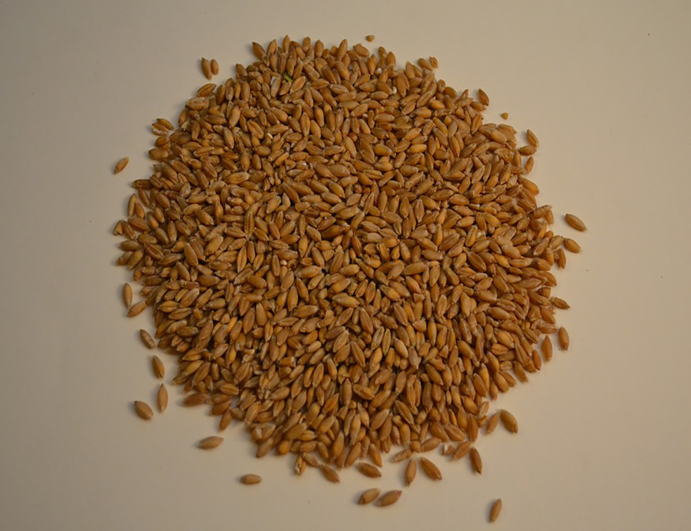 triticale-946048_960_720