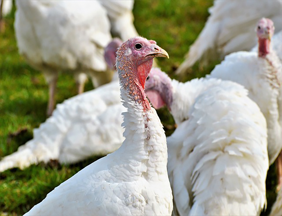 turkeys-2847742_640