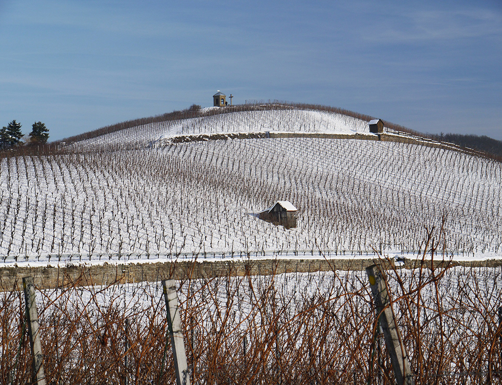 vineyard-1566090_1920