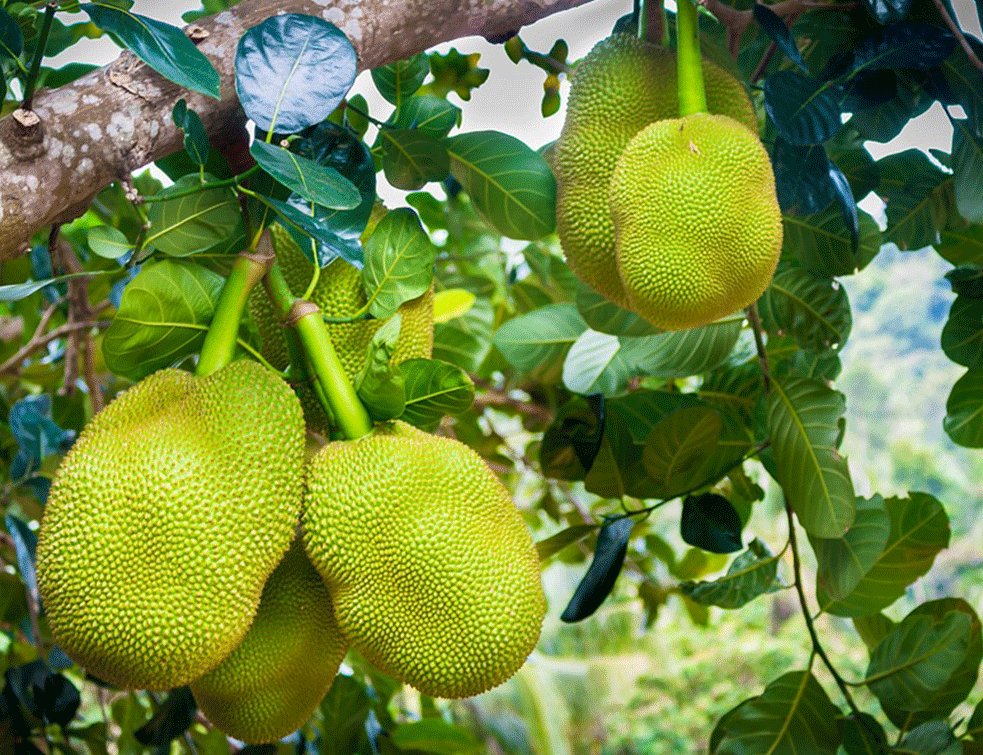 jack-fruit