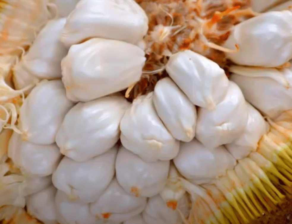 marang