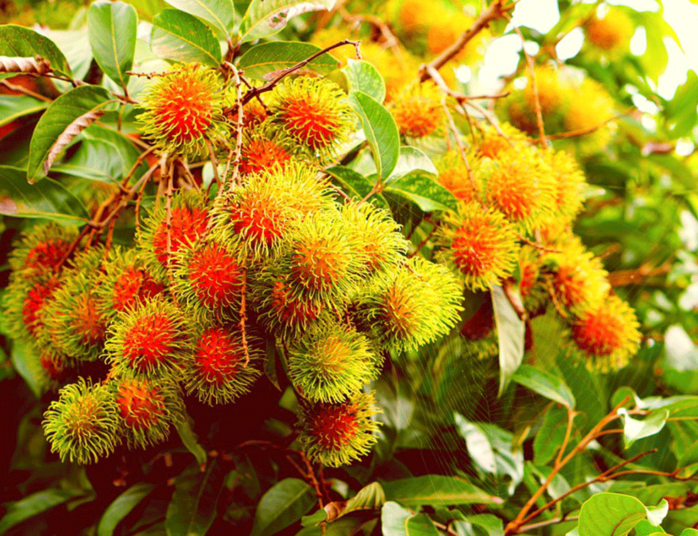 rambutan