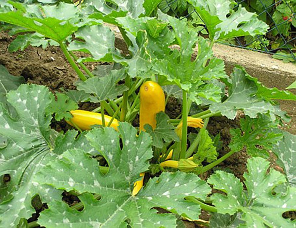zucchini-74251__340