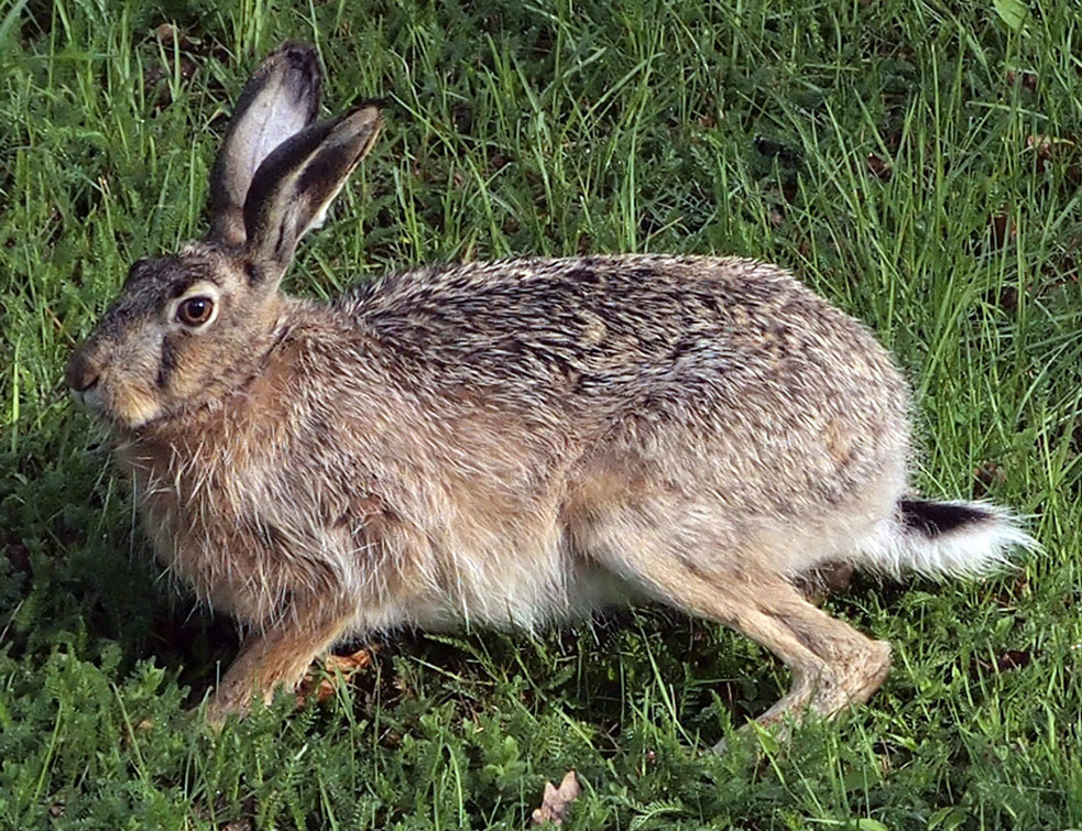 European_hare