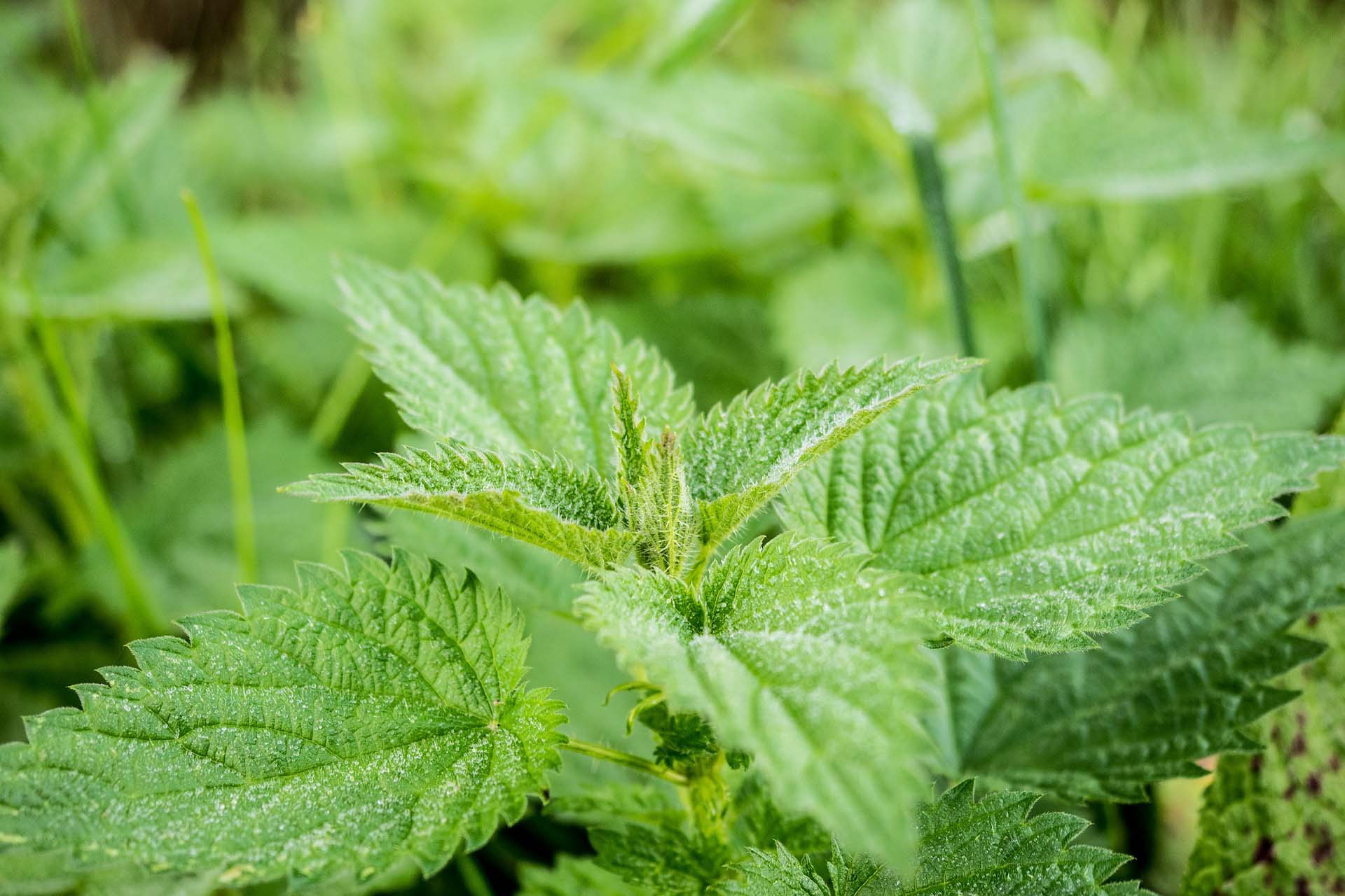 stinging-nettle-503939_1920