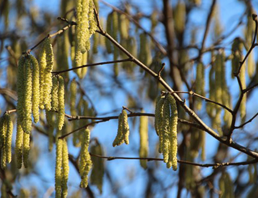 zalosna-breza