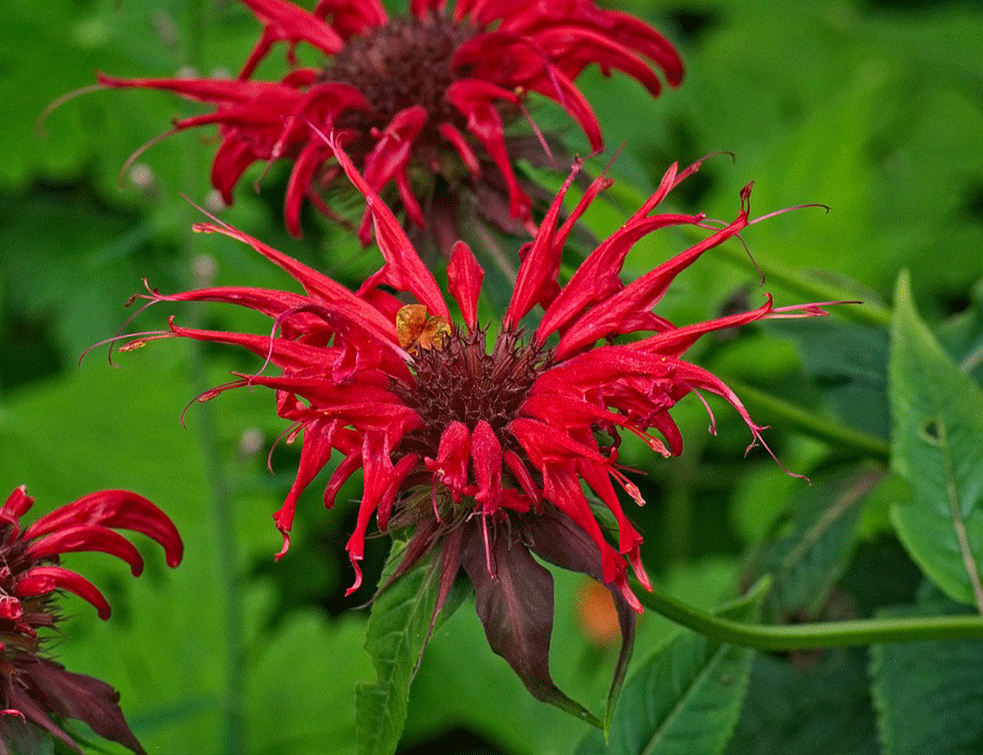 monarda