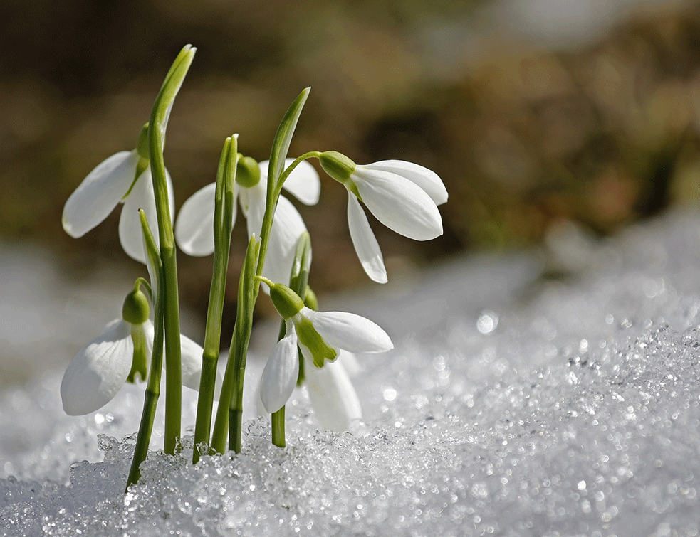 visibaba