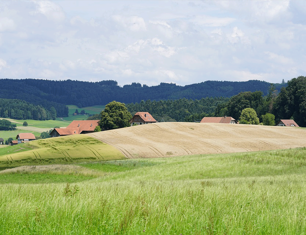 selo-udovice