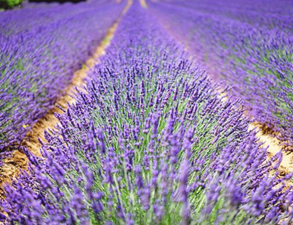 lavanda