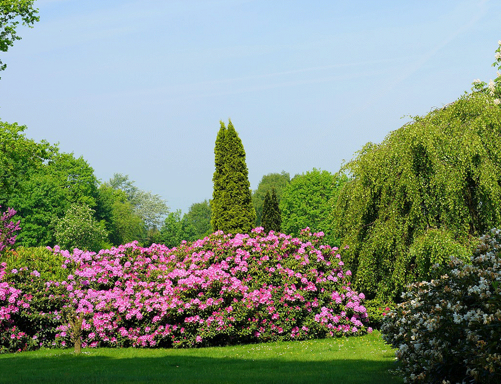 rododendron