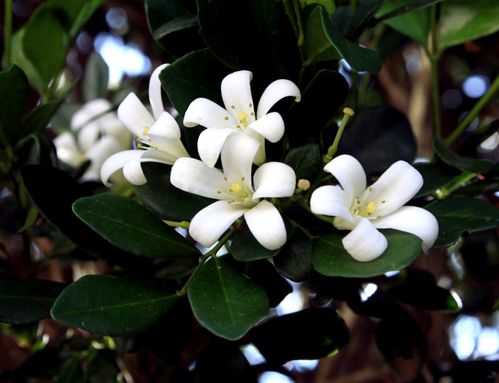 jasmin