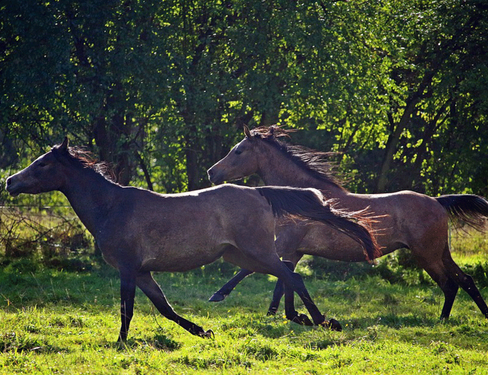 engleski-punokrvni-konj