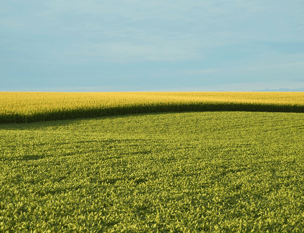 polje