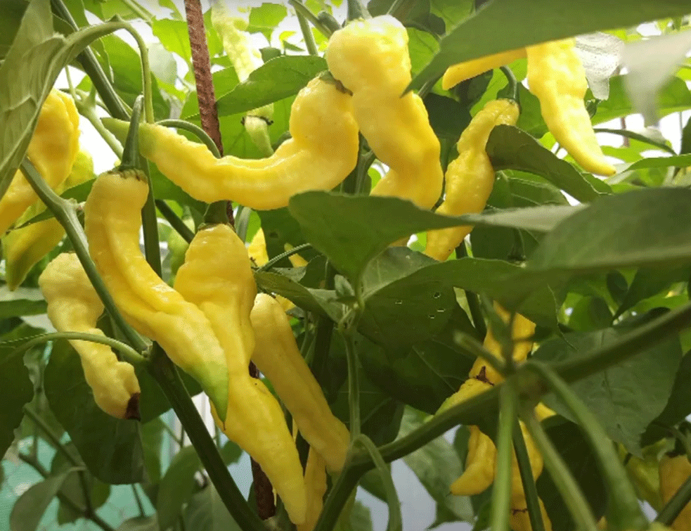 Jolokia-chili