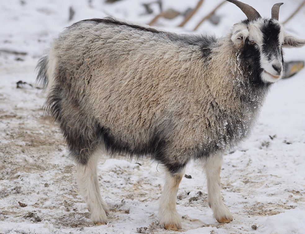 kasmirska-koza