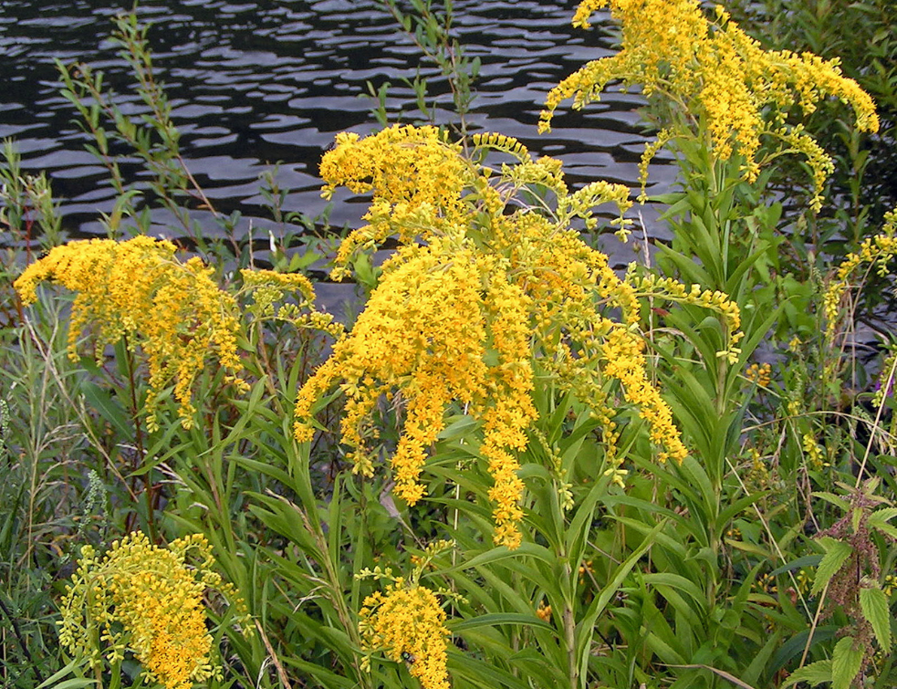 Solidago