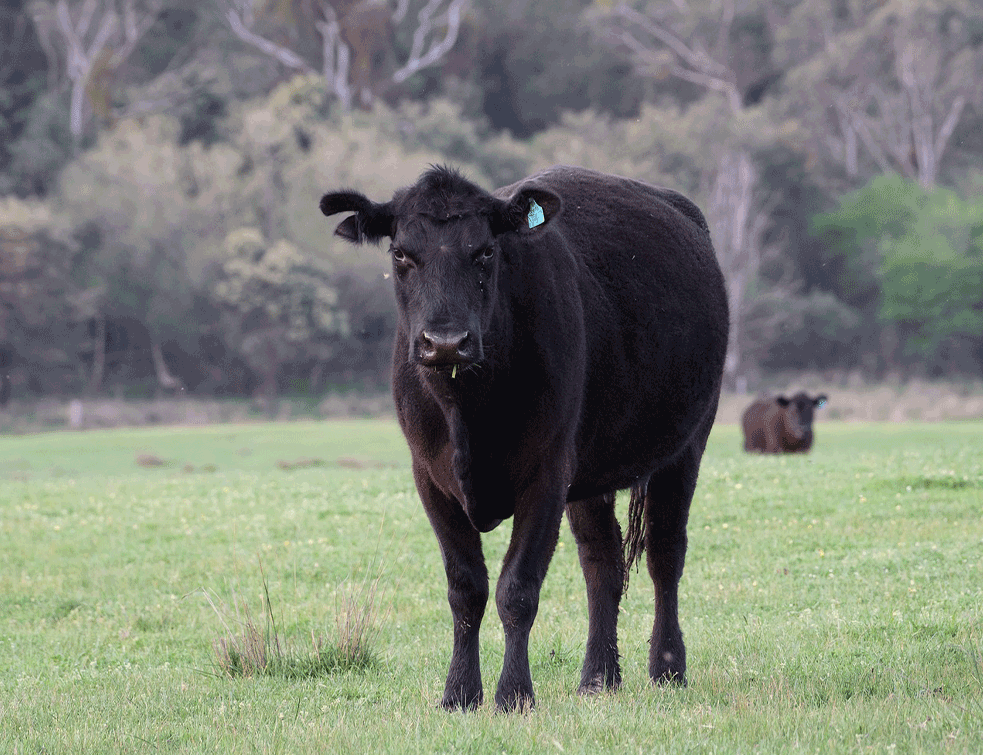 Aberdin-Angus-goveda