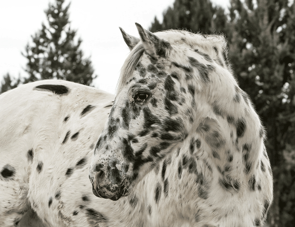 Appaloosa