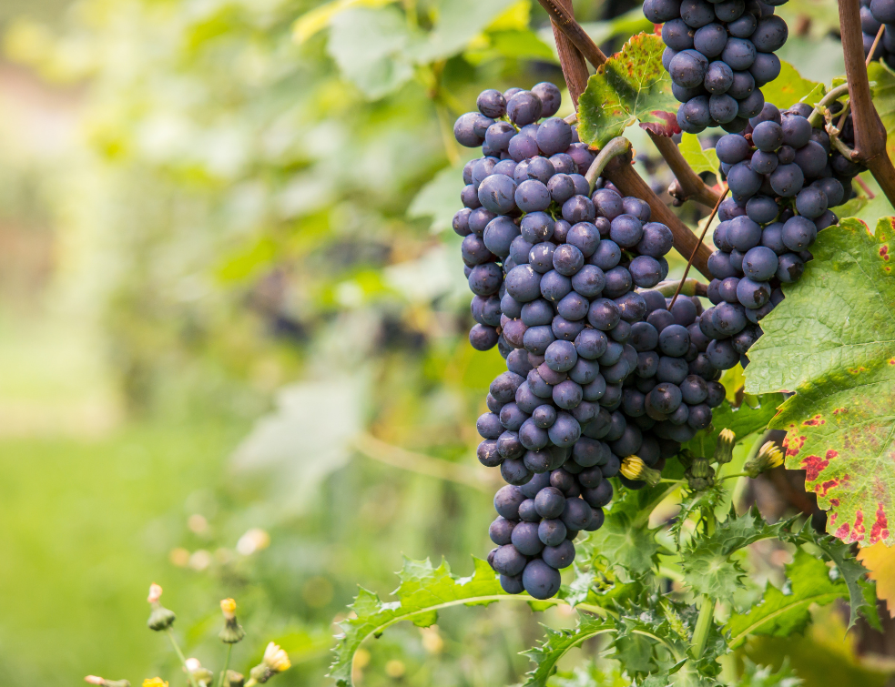 vino