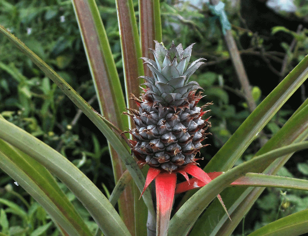 ANANAS