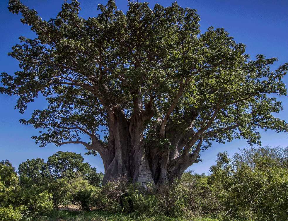 baobab1