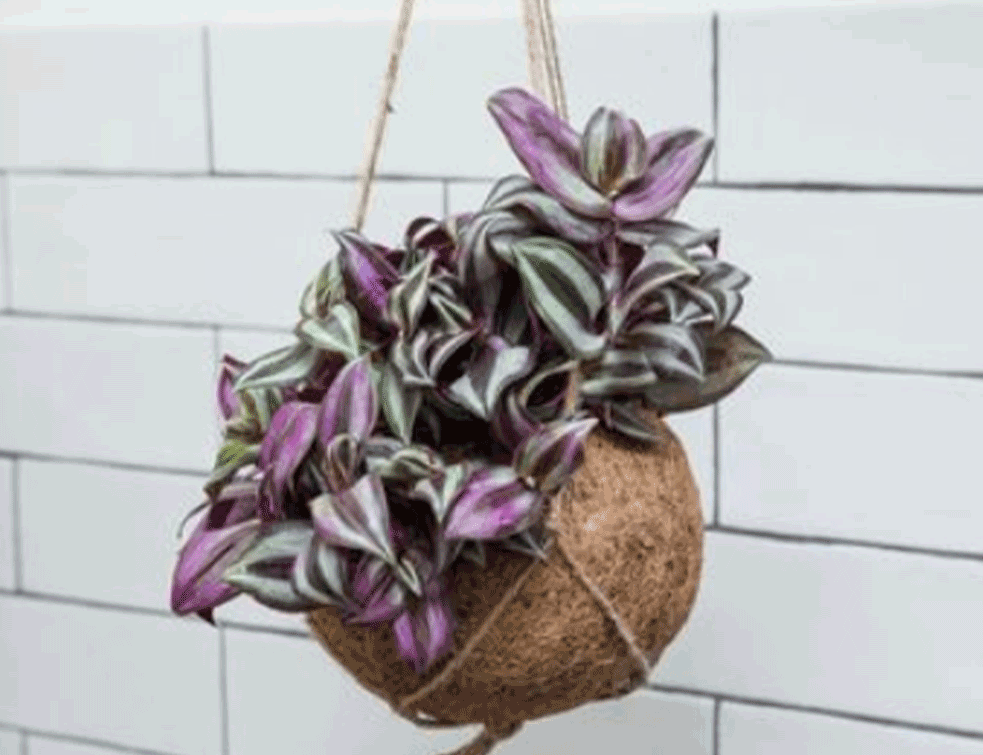 kokedama2