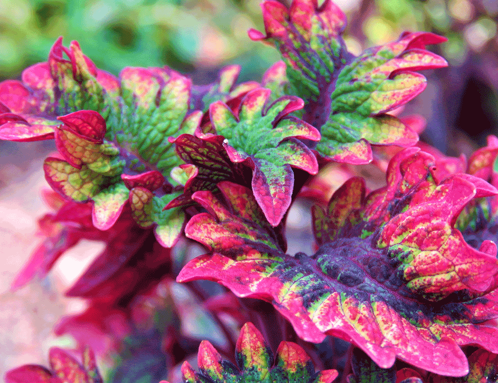 Coleus