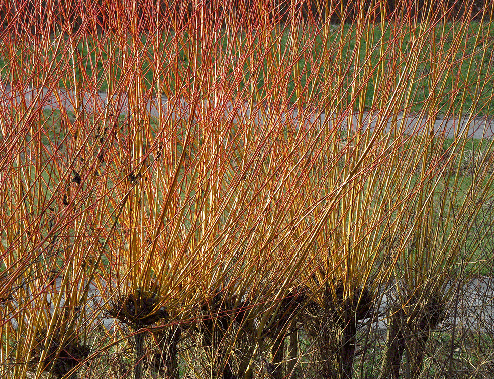 Salix-viminalis