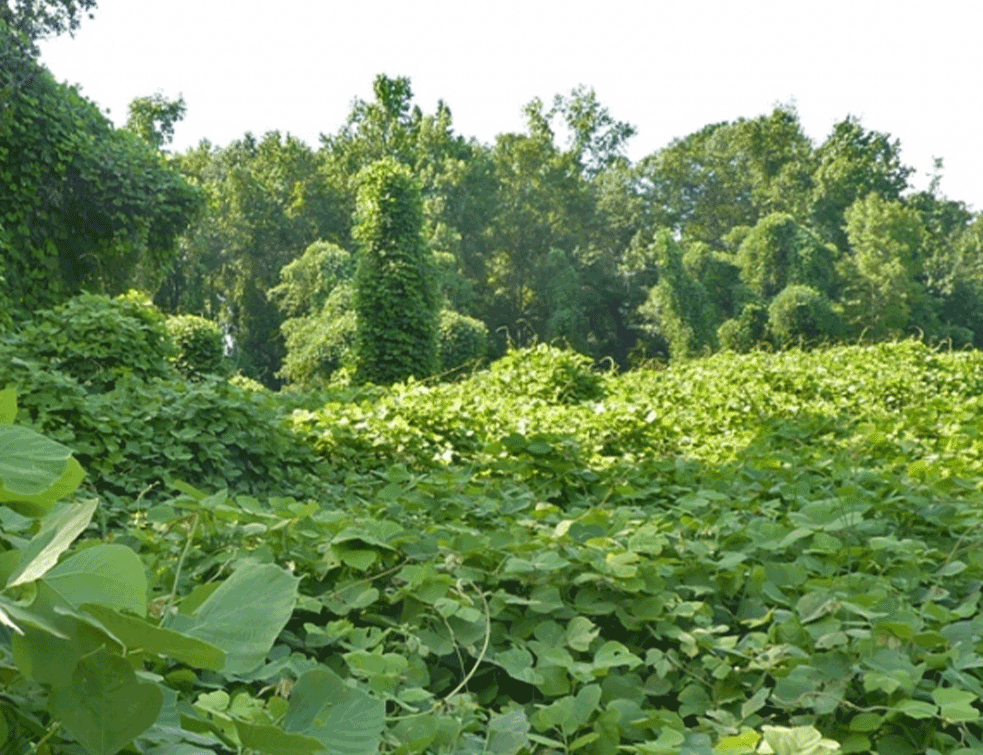 kudzu2