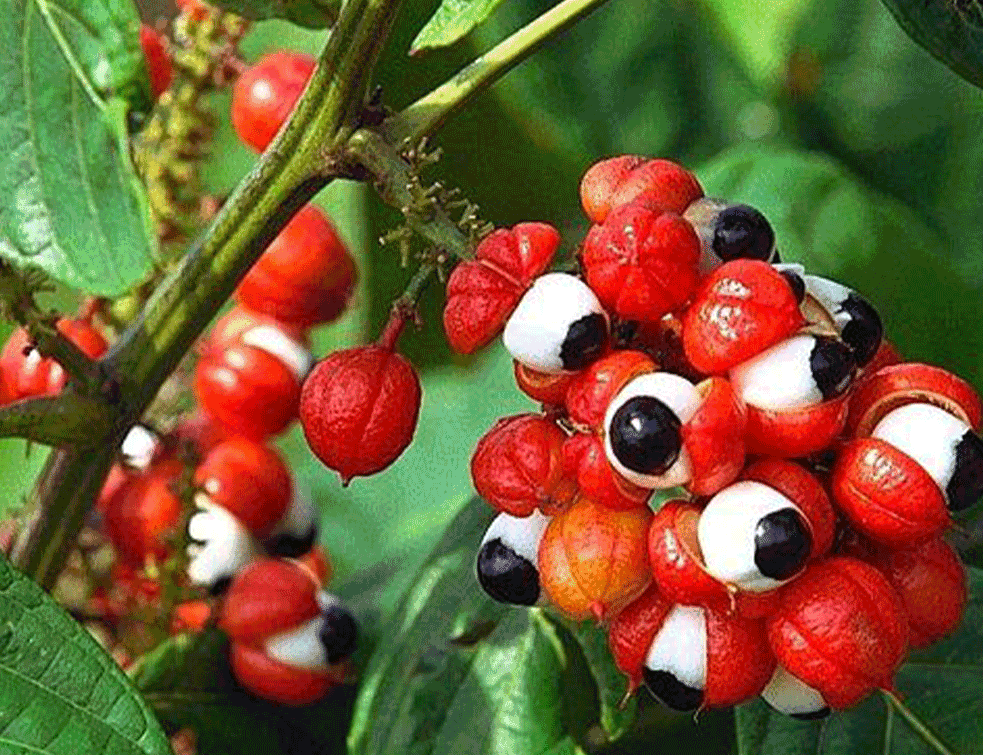 guarana