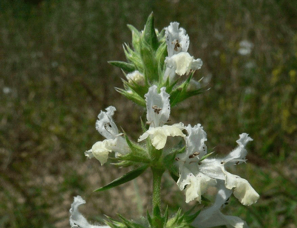 beli-bosiljak