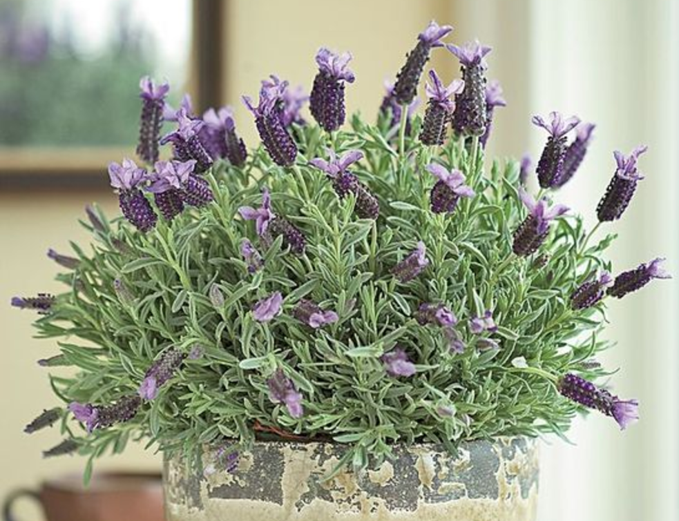 lavanda