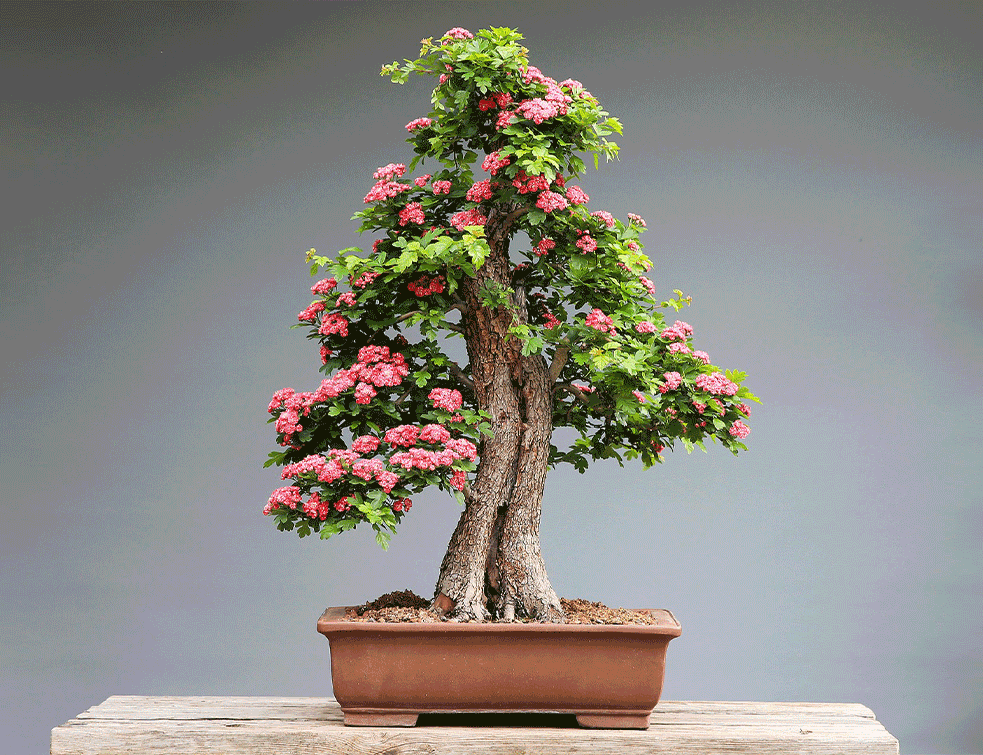 bonsai1