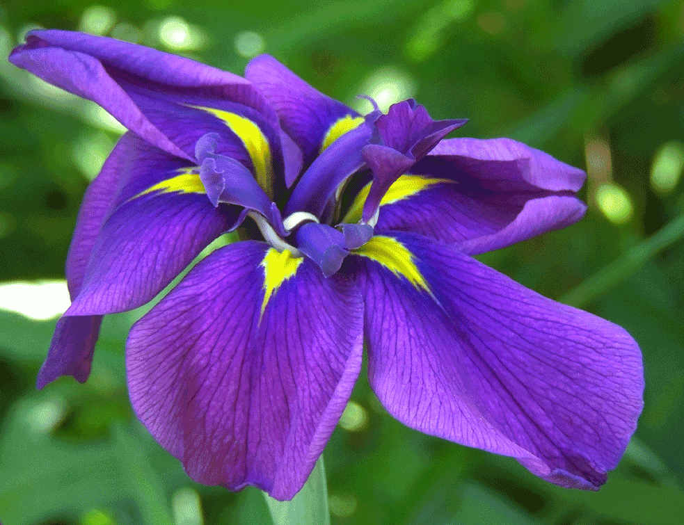 iris