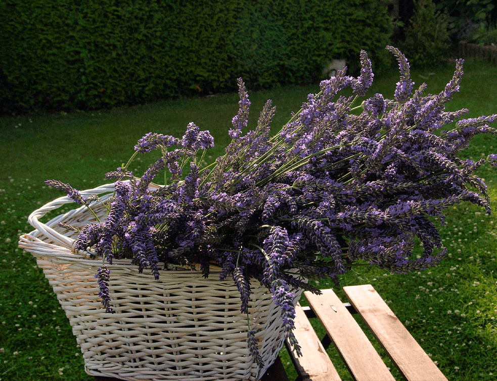 lavanda