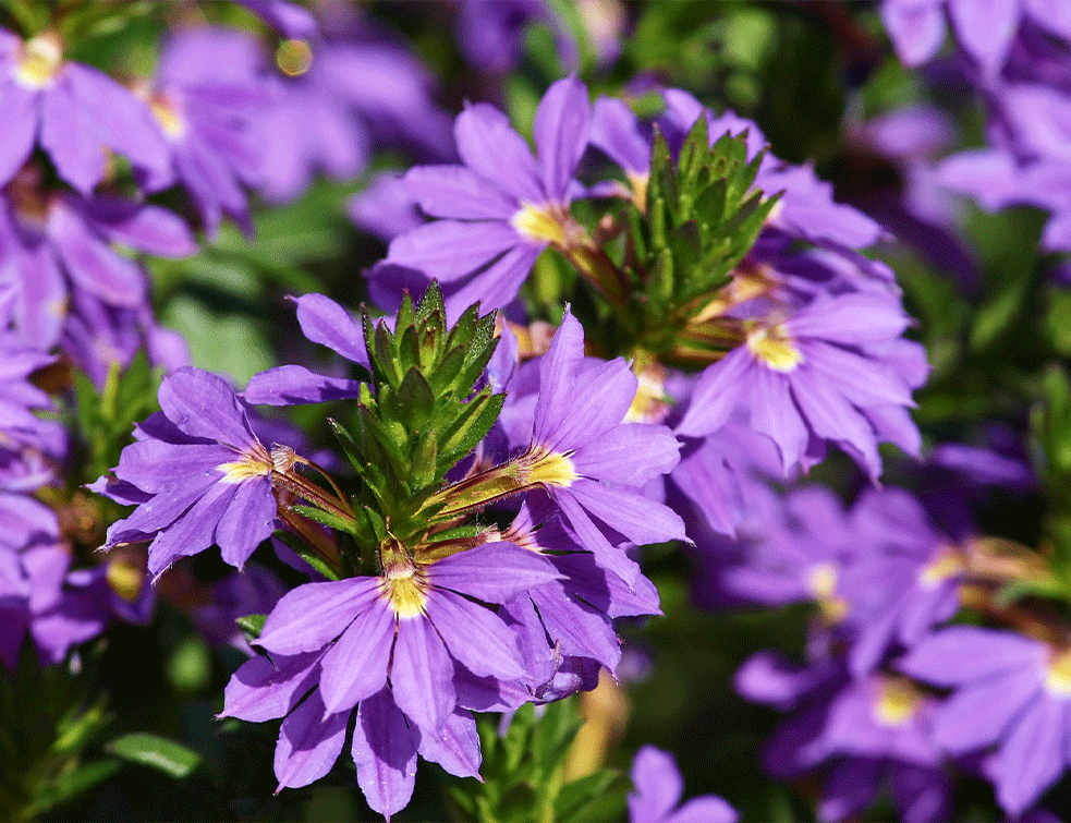 skaevola1PX