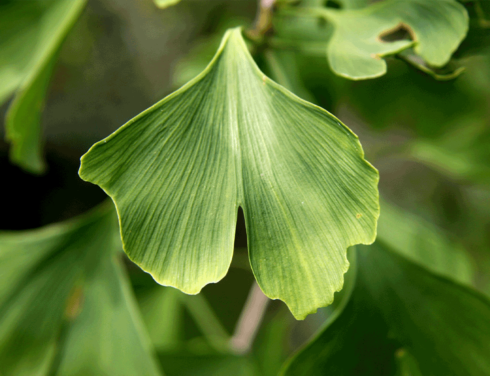 GINKO