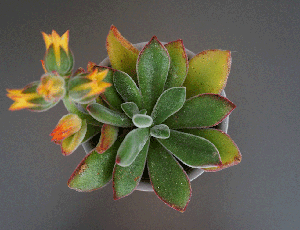 Echeveria-kaktus